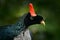 Horned Guan, Oreophasis derbianus, rare bird from Maxico and Guatemala. Big blaxk bird with red crest. Guan in green vegetation, n