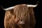 Horned head of Highland Cattle isolated