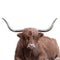 Horned head of a Highland Cow on black background.