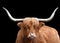 Horned head of a Highland Cow on black background.