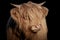 Horned Highland calf isolated on black