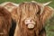 Horned Highland calf portrait