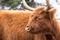 Horned Highland Cow on Phillip Island, Victoria, Australia