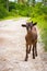 Horned kid goat on the road. Cute young goat in countryside. Grazing cattle. Livestock. Little brown goat on pasture.