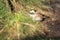 Horned lark