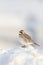 Horned lark singing