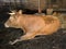 Horned limousin cow inside barn on organic farm in holland near