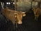 Horned limousin cows inside barn on organic farm in holland near