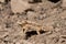 Horned Lizard in Desert