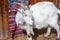 Horned majestic male goat with long white goatee and white fluffy fur . Billy goat with two long pointed horns .