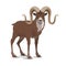 horned markhor goat, vector wild animal