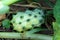 Horned melon or Cucumis metuliferus annual vine plant with fresh green fruit covered in horn like spines planted in local garden