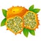 Horned melon or kiwano vector illustration