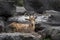 Horned Mountain Goat in Sanctuary