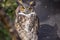 Horned Owl with bright eyes looking off to the right