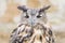 Horned owl or bubo bird close-up portrait