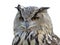 Horned owl\'s isolated portrait