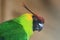 Horned parakeet