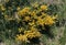 Horned poppy, meadow flowers, Appennino, Emilia Romagna, Italy