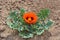 Horned poppy Red flower plant thrive in dry desert