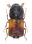 Horned powder-post beetle