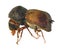 Horned powder-post beetle, Sinoxylon anale