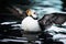 Horned Puffin Flapping Wings on Dark Water