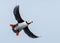 Horned Puffin in flight