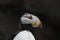 Horned Puffin (Fratercula corniculata)