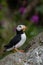 Horned Puffin portrait