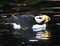 Horned Puffin Reflection Alaska