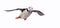 Horned puffin returning with fish