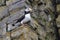 Horned puffin that sits on a protruding rock on the slope of the