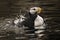 Horned Puffin Spashing with Reflections Alaska
