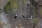 Horned Puffins on Nesting Rocks