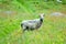 A Horned Ram (Adult Male Sheep) in The Summer Meadow