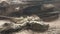 A Horned Rattlesnake resting under a rock