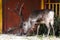 horned reindeer in the aviary in summer