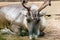 horned reindeer in the aviary in summer