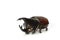 Horned rhino beetle