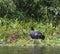 Horned Screamer