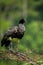 Horned Screamer - Anhima cornuta in Manu National park, Peru, bird from amazonian rain forest, green leaves in background