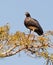 Horned Screamer on tree