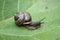 A horned snail crawls on a green leaf.