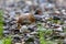 horned snail crawls over rocks