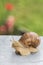 Horned snail in the summer garden