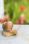 Horned snail in the summer garden