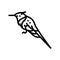 horned sungem bird exotic line icon vector illustration