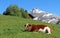 Horned Swiss cow resting on a mountain meadow