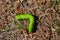 Horned tomato worm